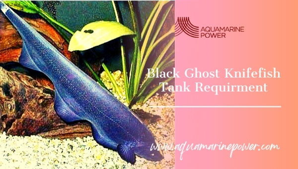 Black Ghost Knife Fish tank requirement