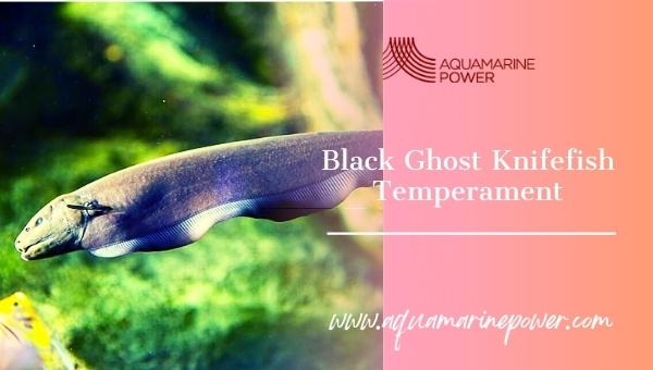 Black Ghost Knife Fish temperament