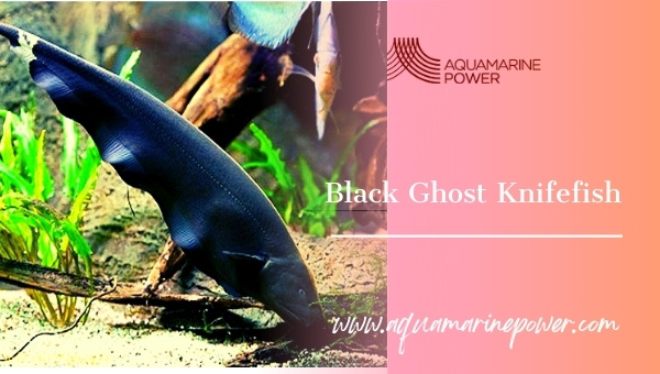 Black Ghost Knife Fish