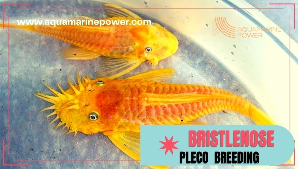 Bristlenose pleco