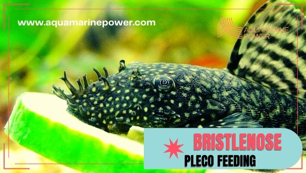 Bristlenose pleco