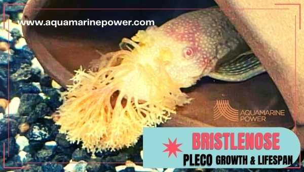 Bristlenose pleco