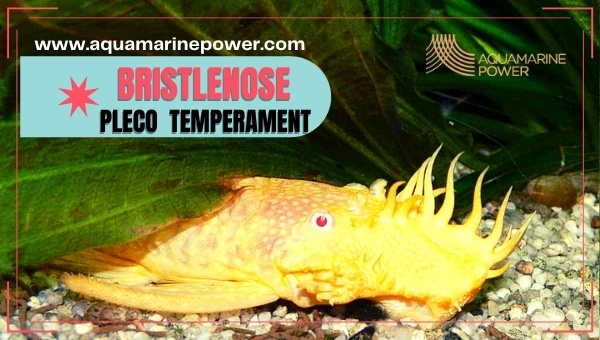 Bristlenose pleco