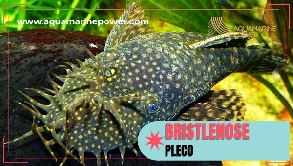 Bristlenose pleco