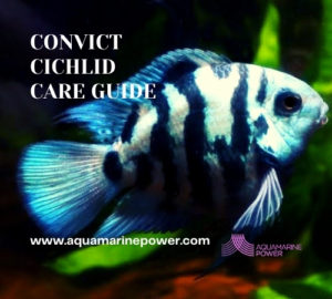 Convict Cichlid Care Guide