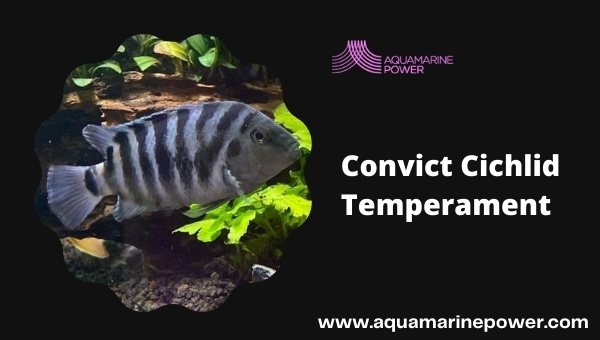 Convict Cichlid