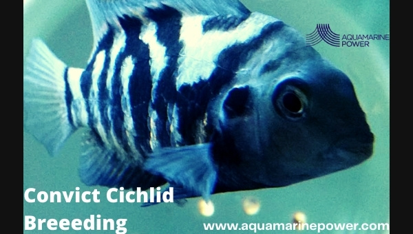 Convict Cichlid