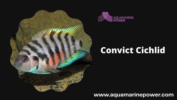 Convict Cichlid