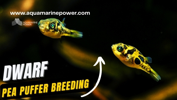 dwarf Pea puffer Breeding