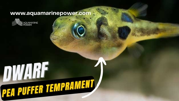 Dwarf Pea puffer temprament