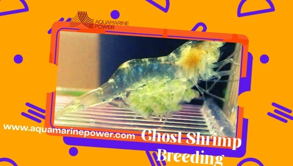 Ghost Shrimp Care