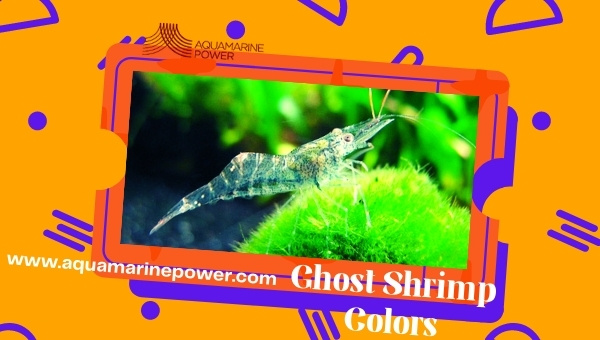 Ghost Shrimp Care