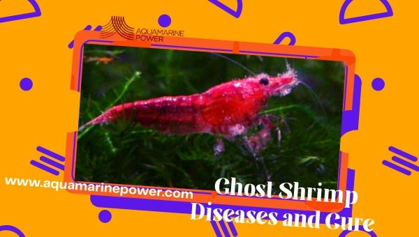 Ghost Shrimp Care