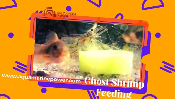 Ghost Shrimp Care
