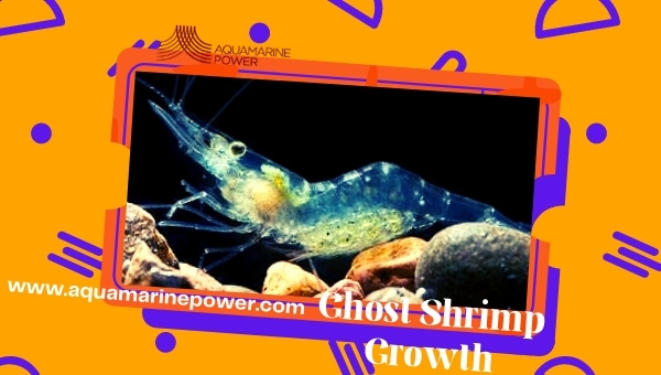 Ghost Shrimp Care