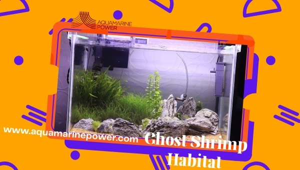 Ghost Shrimp Care