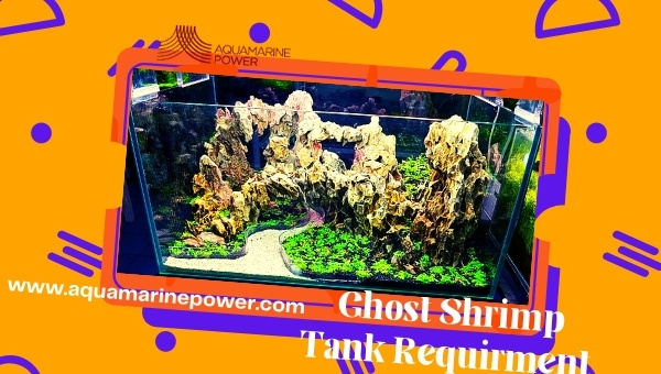 Ghost Shrimp Care