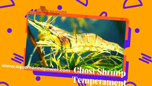 Ghost Shrimp Care