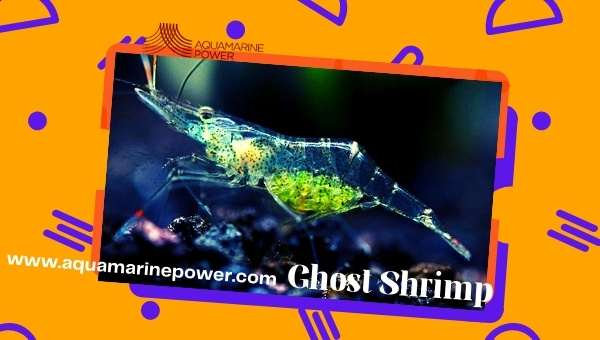 Ghost Shrimp Care