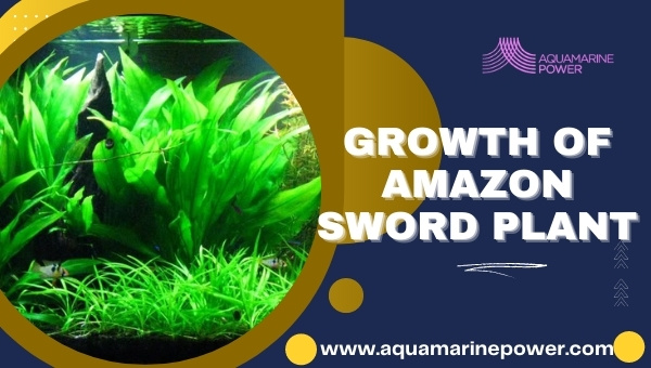Growth Of Amazon Sword Plant