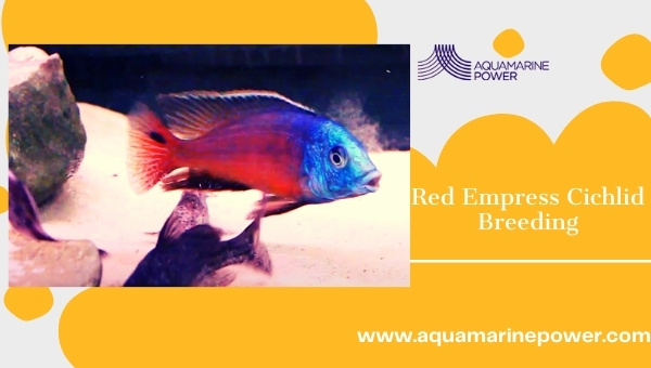 Red Empress Cichlid