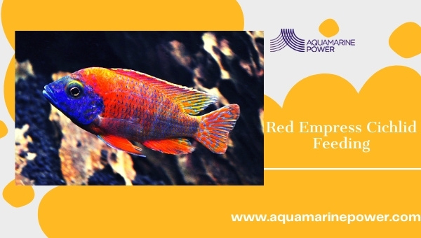 Red Empress Cichlid