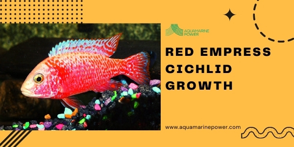 Red Empress Cichlid