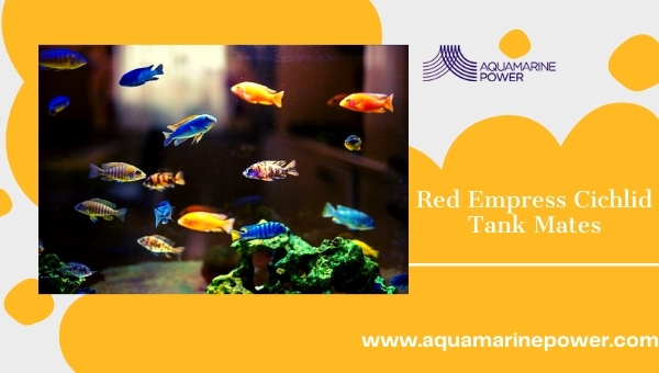 Red Empress Cichlid