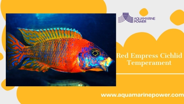 Red Empress Cichlid