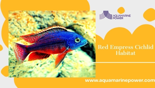 Red Empress Cichlid