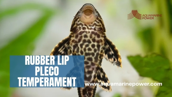 Rubber Lip Pleco