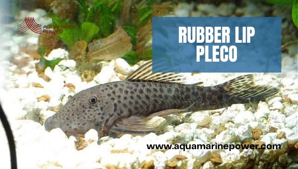 Rubber Lip Pleco