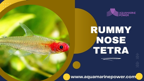 Types Of Tetra Rummy Nose Tetra