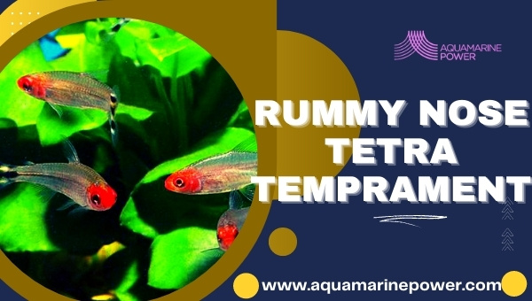 Rummy Nose Tetra Temprament