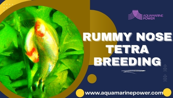 Rummy Nose Tetra breeding