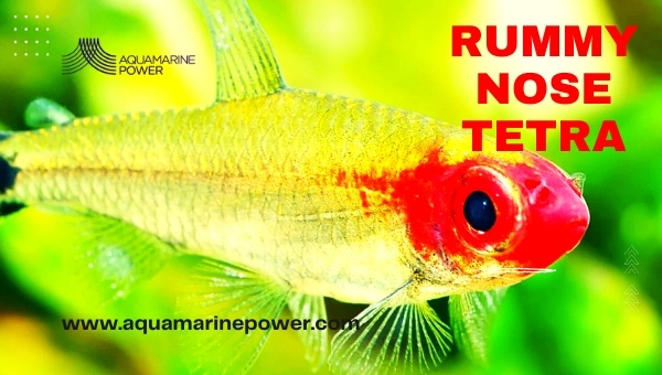 Rummy Nose Tetra