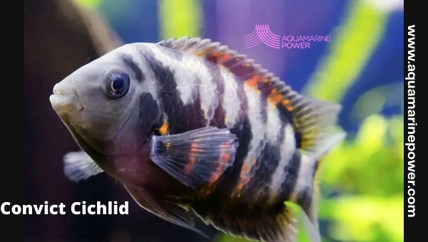 Convict Cichlid