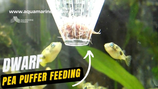 dwarf Pea puffer Breeding