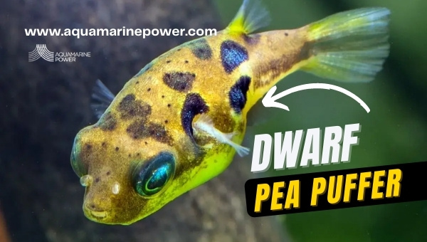 dwarf pea puffer