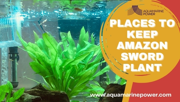 places to keep amazon sword plant