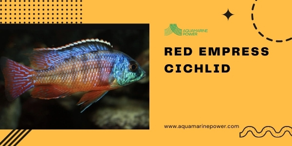 Red Empress Cichlid