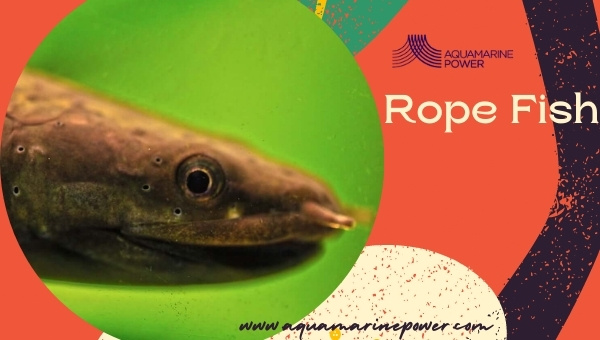 Rope fish
