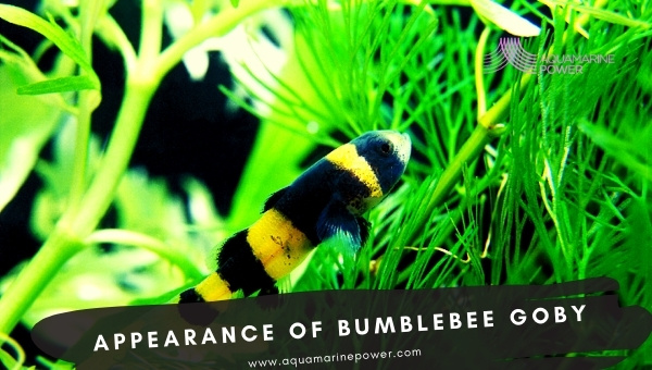 Bumblebee Goby