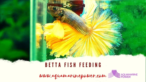 Betta Fish