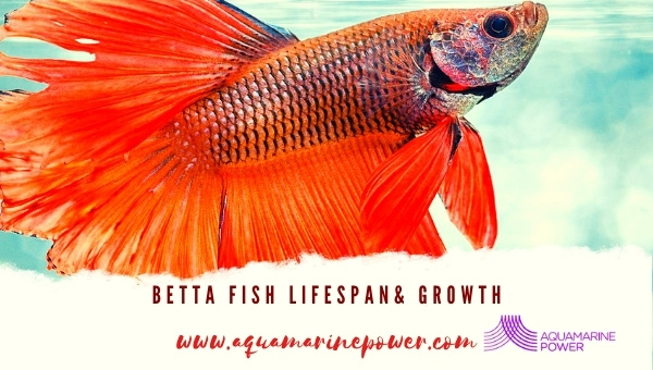 Betta Fish