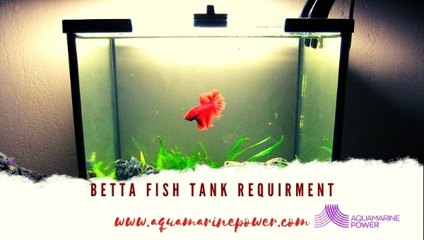 Betta Fish