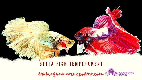 Betta Fish