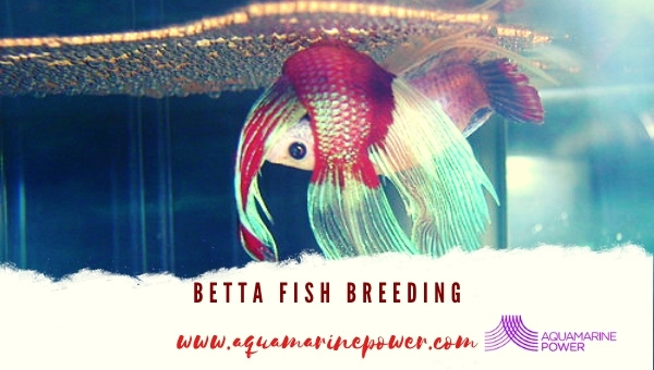 Betta Fish