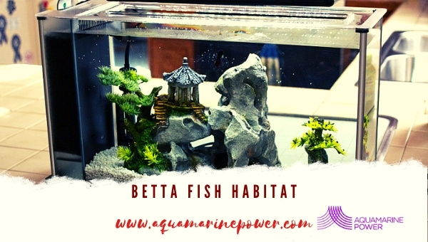 Betta Fish