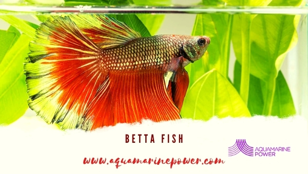 Betta Fish